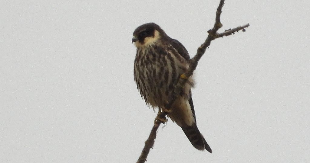 Kobuz, sokół kobuz, sokół leśny, sokolik drzewiec (Falco subbuteo)
