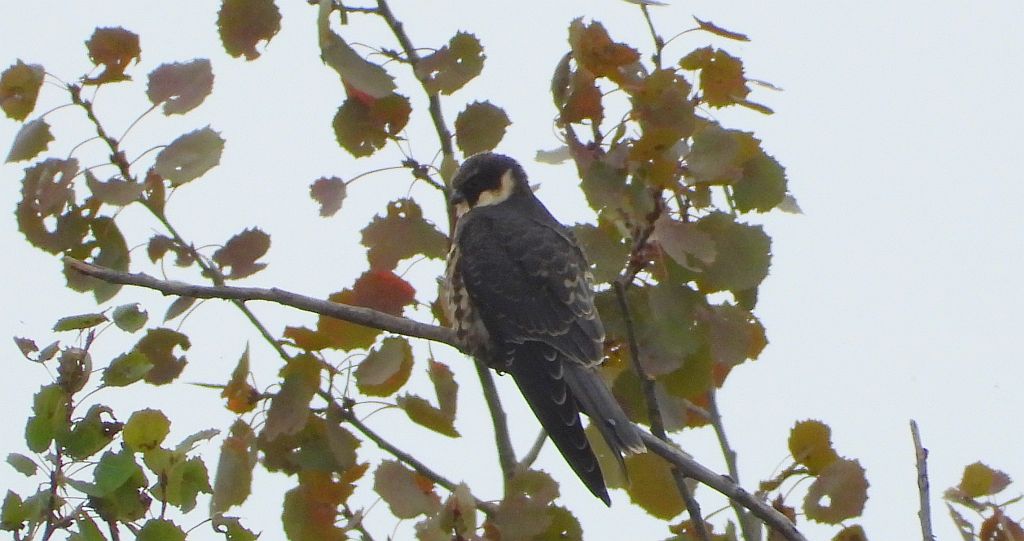 Kobuz, sokół kobuz, sokół leśny, sokolik drzewiec (Falco subbuteo)
