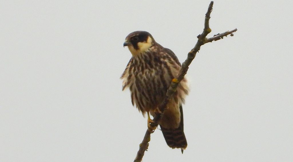 Kobuz, sokół kobuz, sokół leśny, sokolik drzewiec (Falco subbuteo)