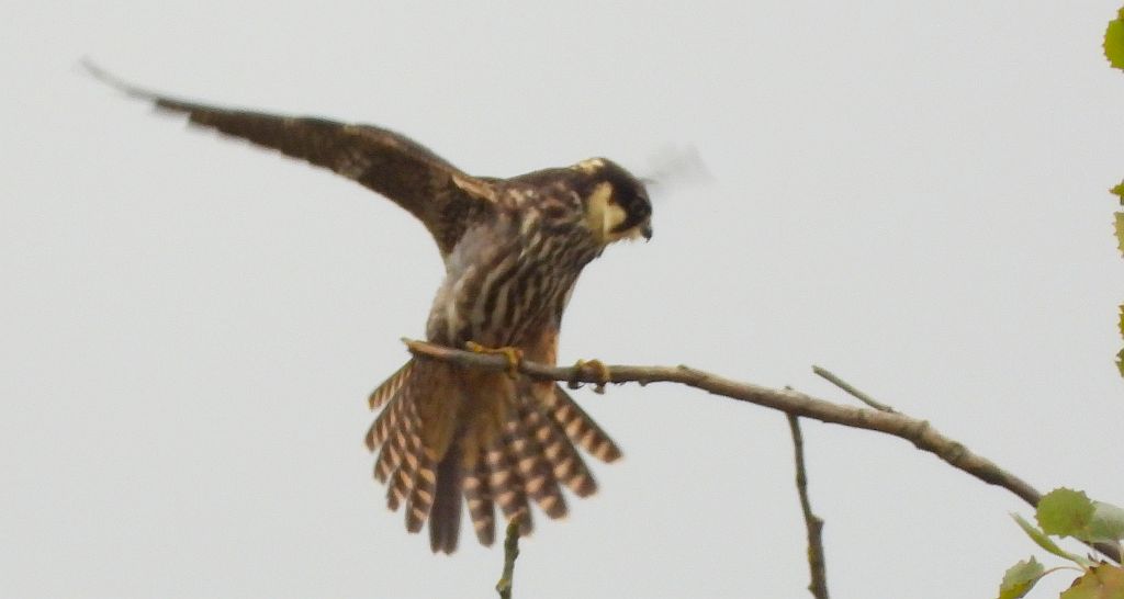 Kobuz, sokół kobuz, sokół leśny, sokolik drzewiec (Falco subbuteo)