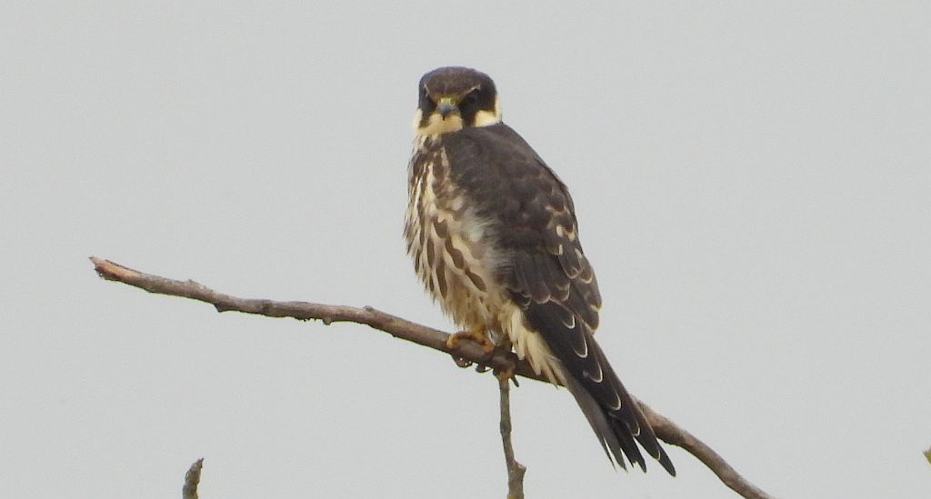 Kobuz, sokół kobuz, sokół leśny, sokolik drzewiec (Falco subbuteo)