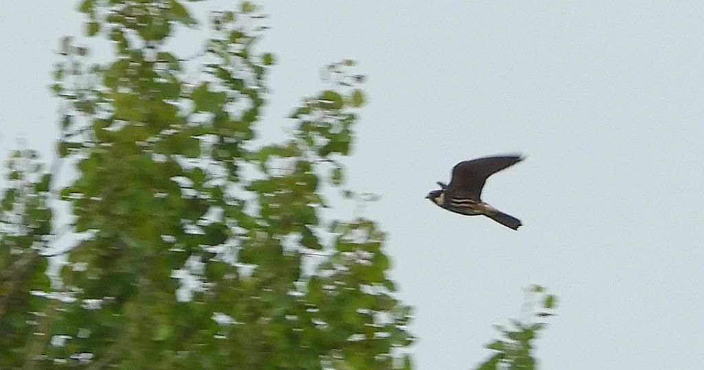 Kobuz, sokół kobuz, sokół leśny, sokolik drzewiec (Falco subbuteo)