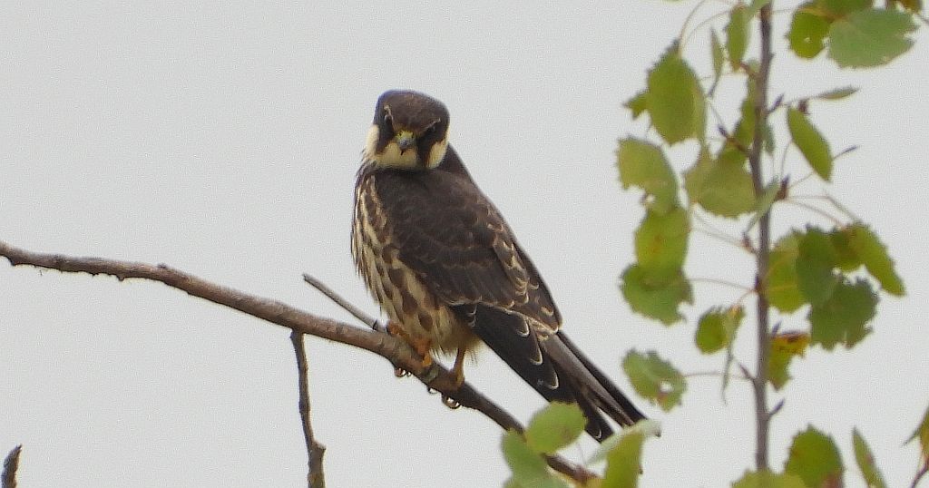 Kobuz, sokół kobuz, sokół leśny, sokolik drzewiec (Falco subbuteo)