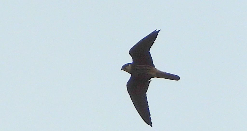 Kobuz, sokół kobuz, sokół leśny, sokolik drzewiec (Falco subbuteo)