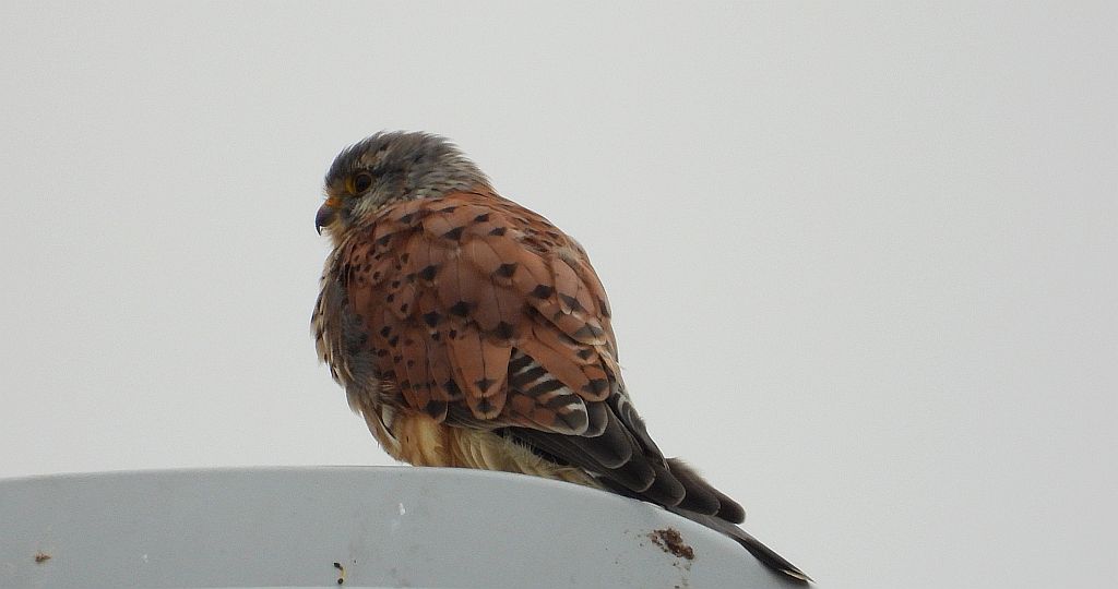 Pustułka (Falco tinnunculus)