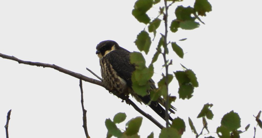 Kobuz, sokół kobuz, sokół leśny, sokolik drzewiec (Falco subbuteo)