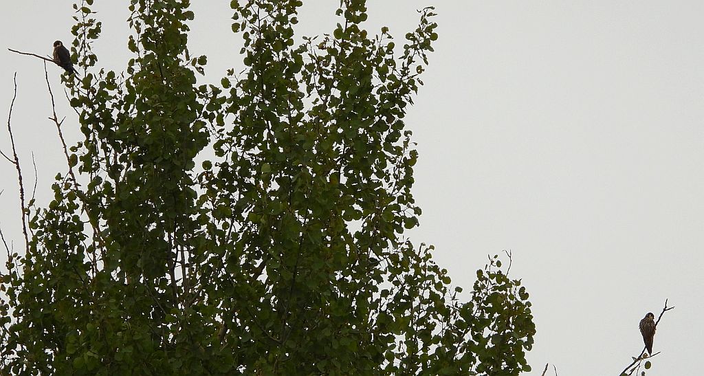 Kobuz, sokół kobuz, sokół leśny, sokolik drzewiec (Falco subbuteo)