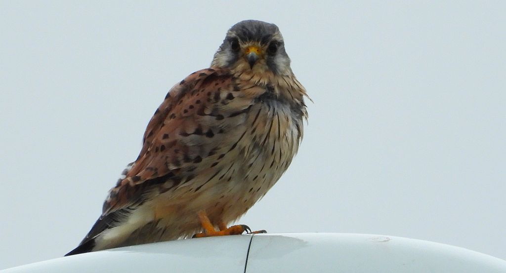 Pustułka (Falco tinnunculus)