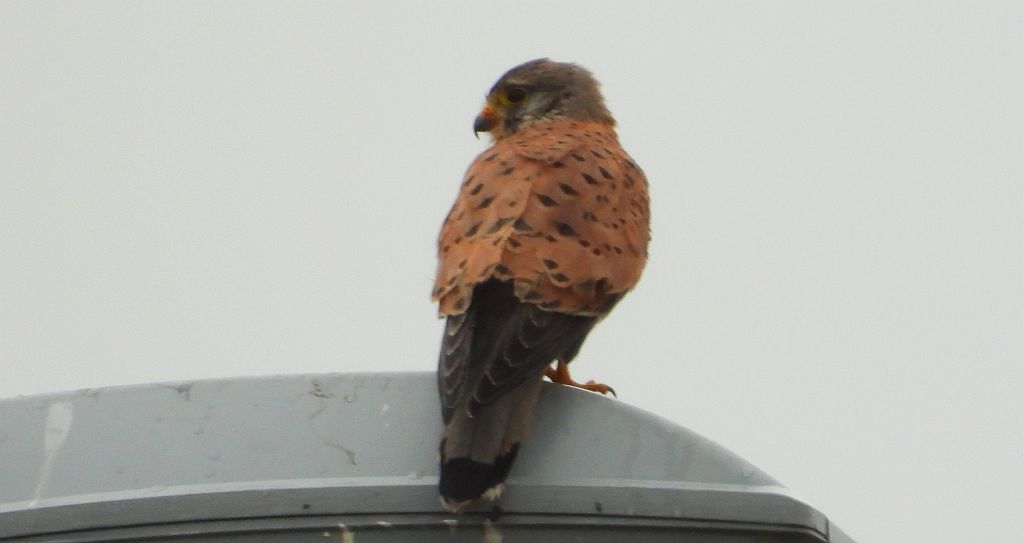 Pustułka (Falco tinnunculus)