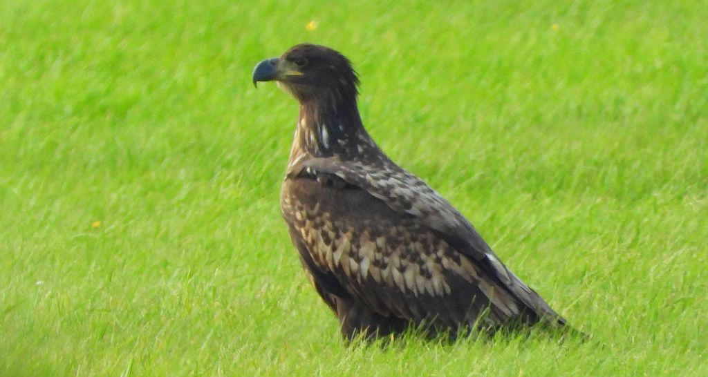 Bielik, bielik zwyczajny, birkut (Haliaeetus albicilla)