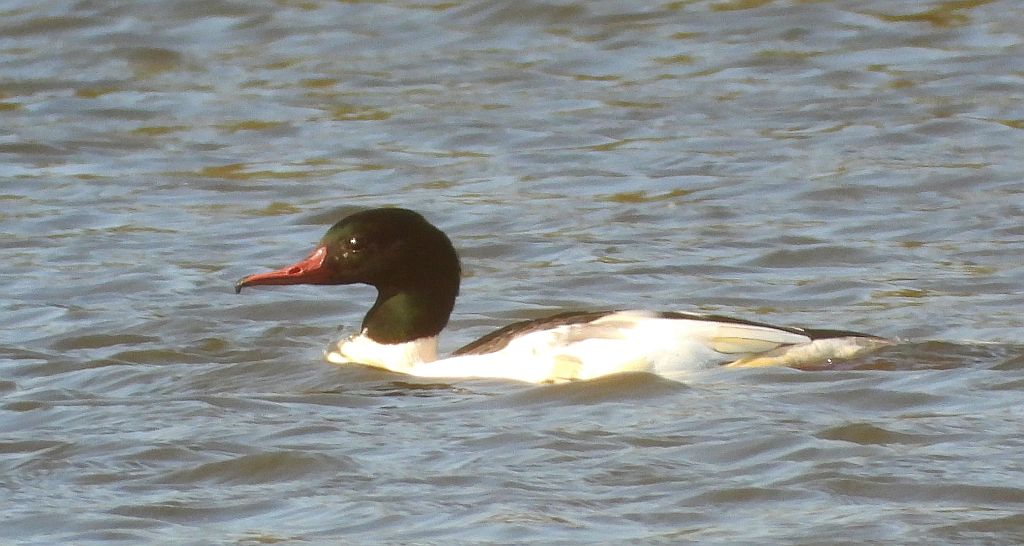 Nurogęś, tracz nurogęś (Mergus merganser)