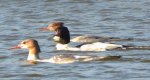 Nurogęś, tracz nurogęś (Mergus merganser)