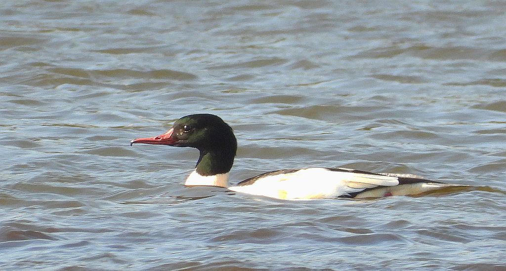 Nurogęś, tracz nurogęś (Mergus merganser)