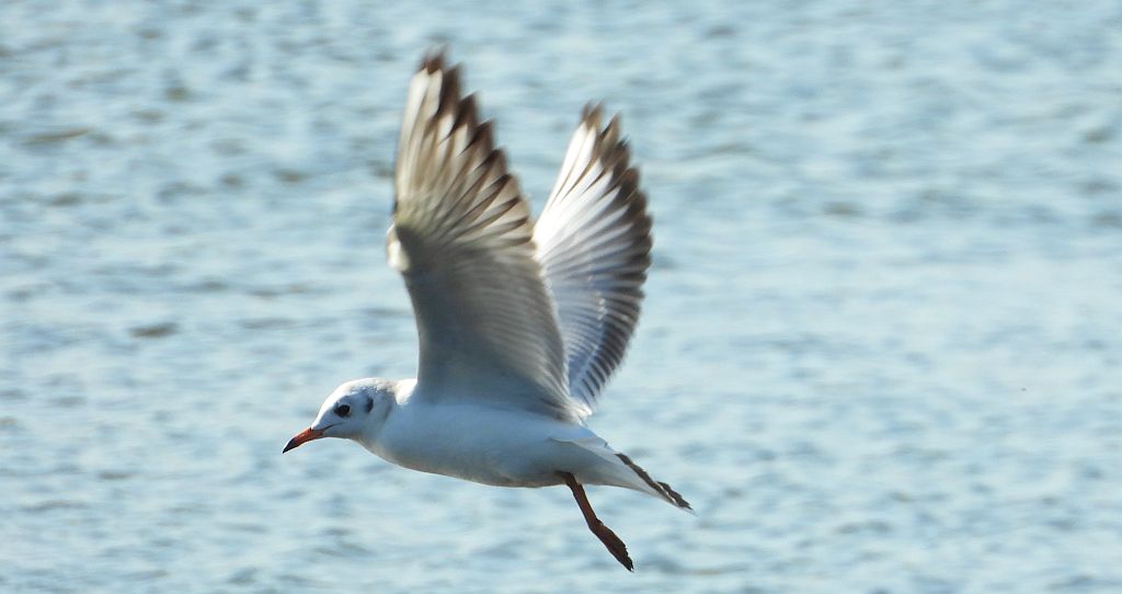 Mewa śmieszka, śmieszka (Chroicocephalus ridibundus)