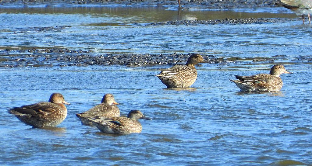 Cyraneczka zwyczajna, cyraneczka (Anas crecca)
