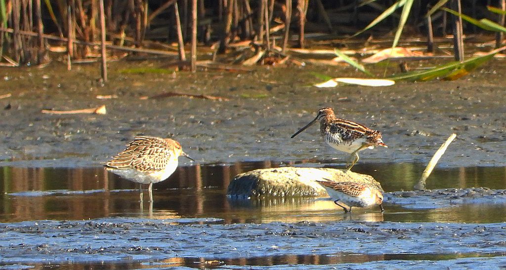 Bekas kszyk, kszyk, bekas baranek (Gallinago gallinago)