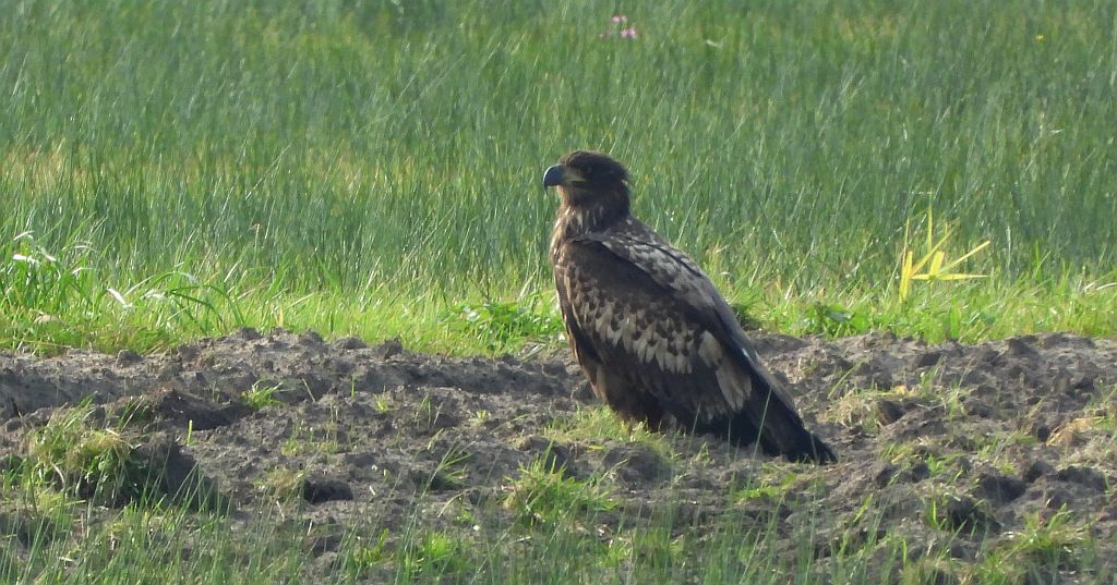 Bielik, bielik zwyczajny, birkut (Haliaeetus albicilla)