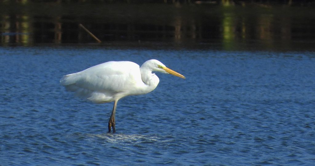 Czapla biała (Ardea alba)