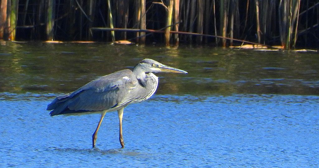Czapla siwa (Ardea cinerea)