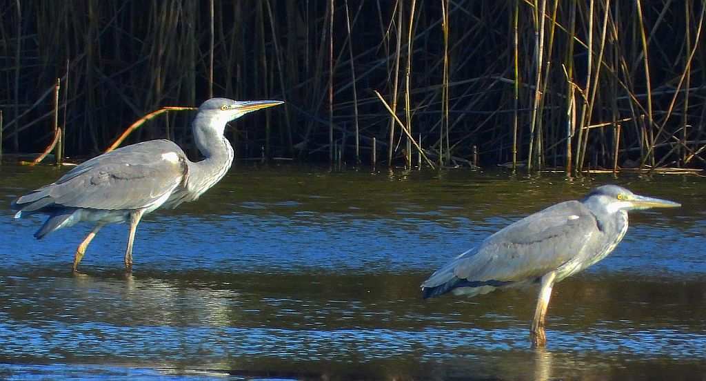 Czapla siwa (Ardea cinerea)