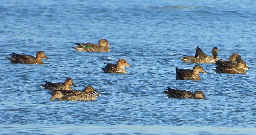 Cyraneczka zwyczajna, cyraneczka (Anas crecca)
