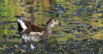 Kokoszka zwyczajna, kokoszka, kokoszka wodna, kurka wodna (Gallinula chloropus)