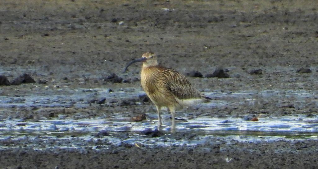 Kulik wielki (Numenius arquata)