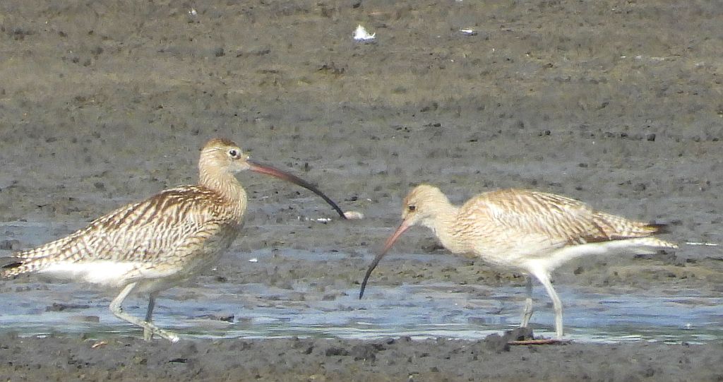 Kulik wielki (Numenius arquata)