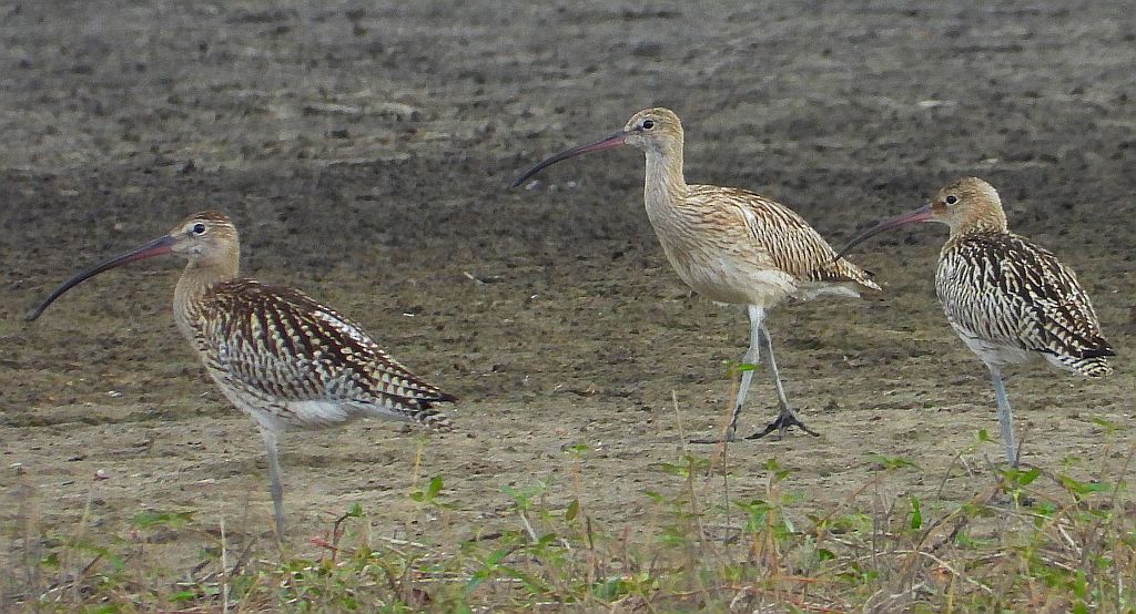 Kulik wielki (Numenius arquata)