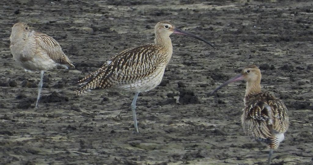 Kulik wielki (Numenius arquata)