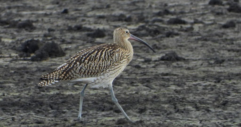 Kulik wielki (Numenius arquata)