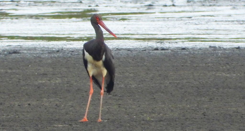 Bocian czarny, hajstra (Ciconia nigra)