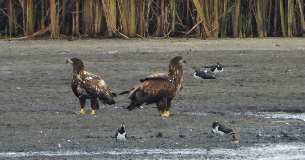 Bielik zwyczajny, bielik, birkut (Haliaeetus albicilla)