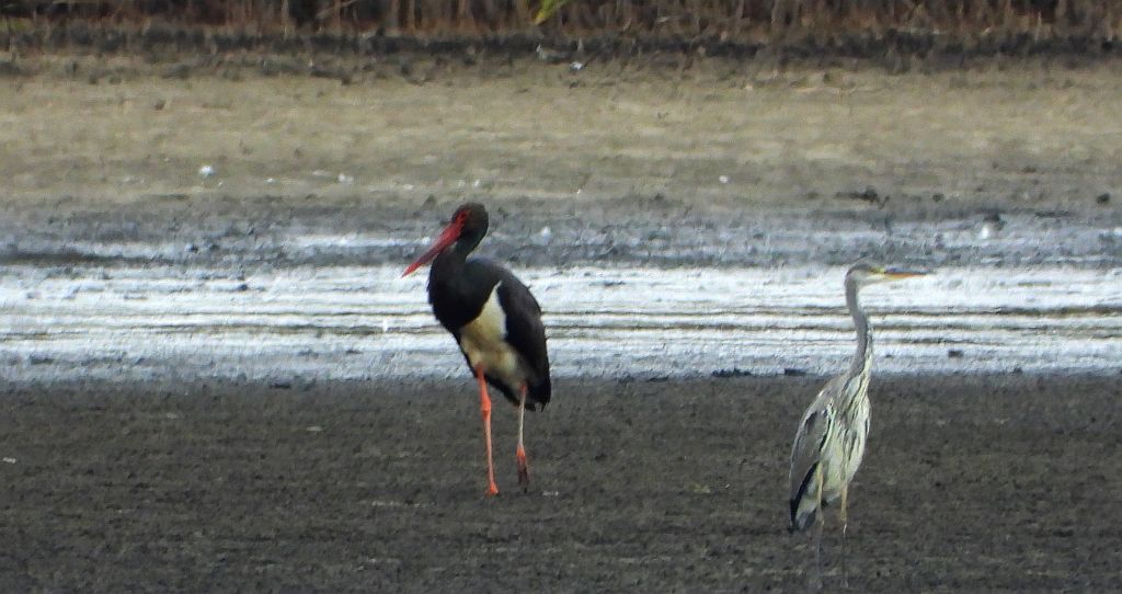 Bocian czarny, hajstra (Ciconia nigra)