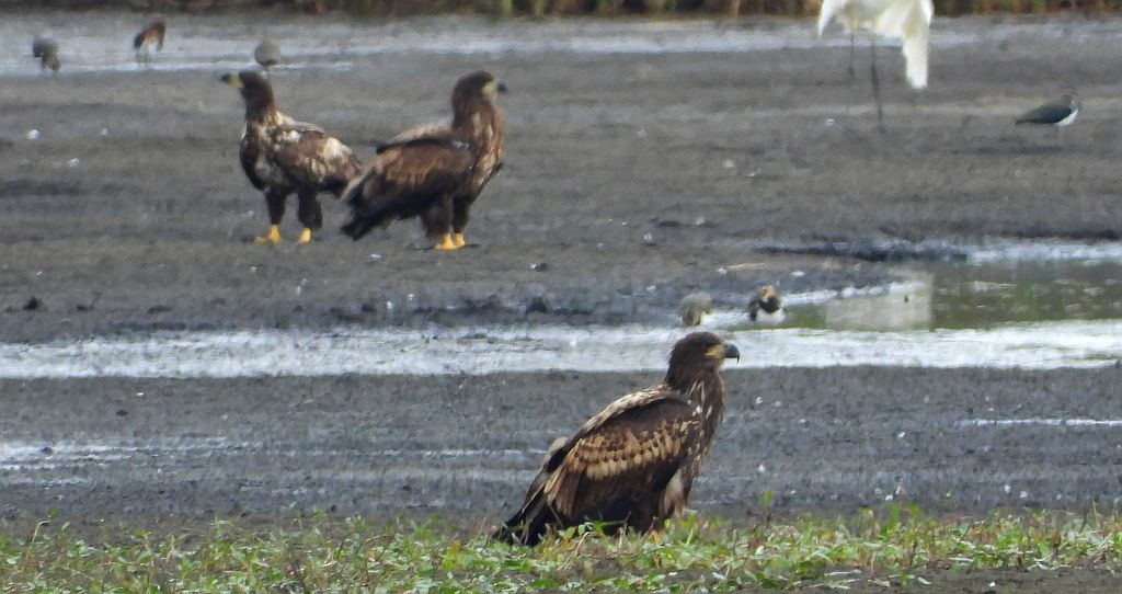 Bielik zwyczajny, bielik, birkut (Haliaeetus albicilla)
