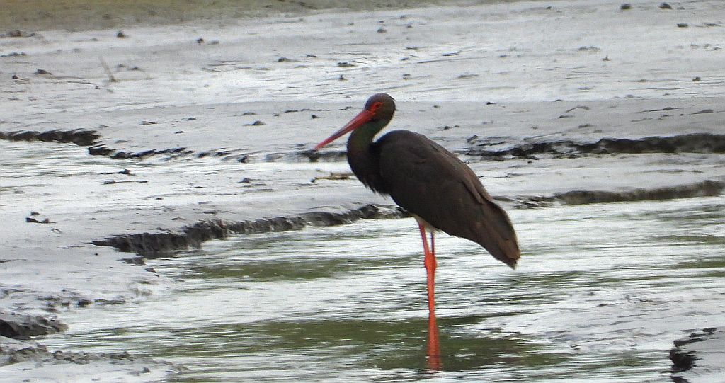 Bocian czarny, hajstra (Ciconia nigra)