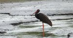 Bocian czarny, hajstra (Ciconia nigra)