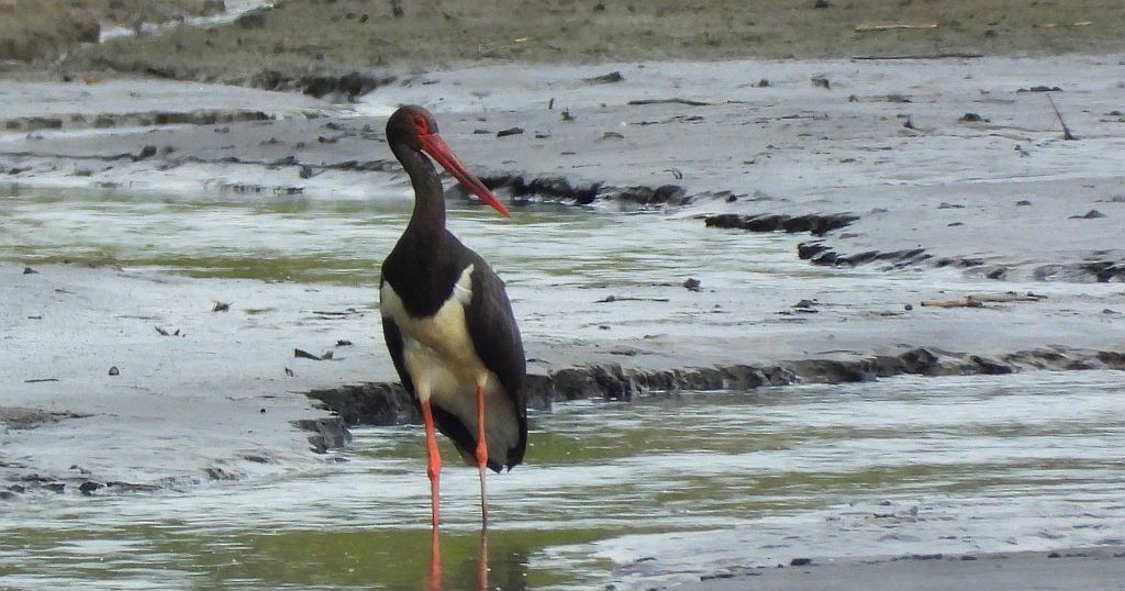 Bocian czarny, hajstra (Ciconia nigra)