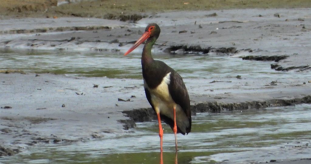 Bocian czarny, hajstra (Ciconia nigra)