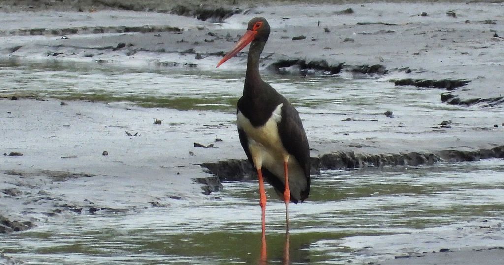 Bocian czarny, hajstra (Ciconia nigra)