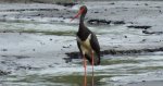 Bocian czarny, hajstra (Ciconia nigra)