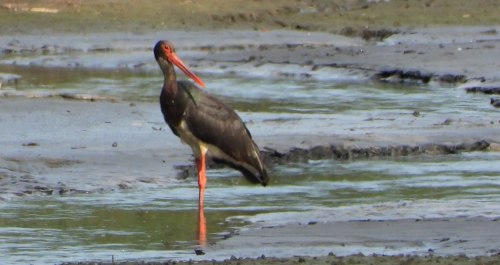 Bocian czarny, hajstra (Ciconia nigra)