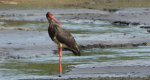 Bocian czarny, hajstra (Ciconia nigra)