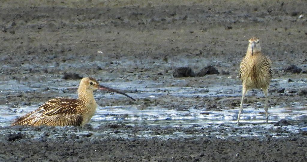 Kulik wielki (Numenius arquata)