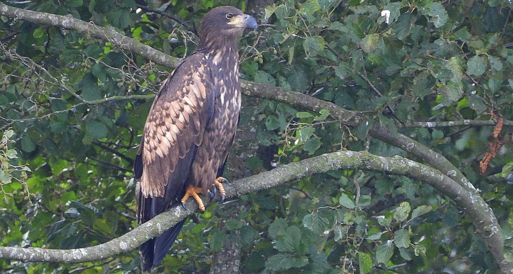 Bielik zwyczajny, bielik, birkut (Haliaeetus albicilla)