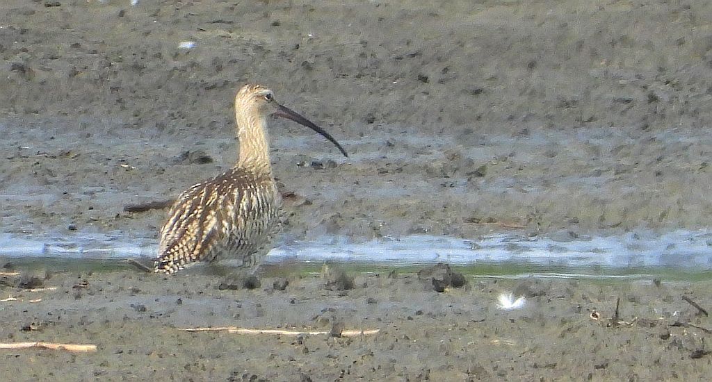 Kulik wielki (Numenius arquata)