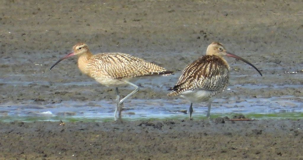 Kulik wielki (Numenius arquata)