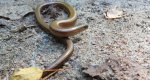 Padalec zwyczajny (Anguis fragilis)