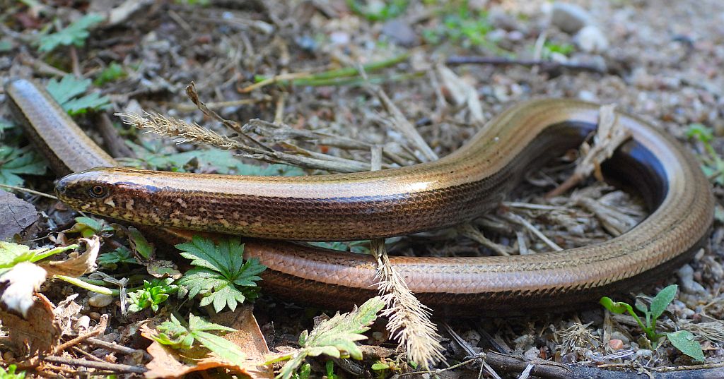 Padalec zwyczajny (Anguis fragilis)