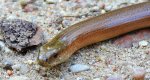 Padalec zwyczajny (Anguis fragilis)